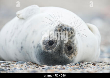 Giovani guarnizione grigio (Halichoerus grypus) giacente sul retro, Isola di Helgoland, Schleswig-Holstein, Germania Foto Stock