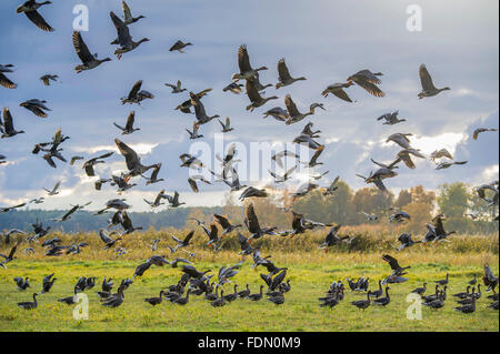 Stormo di oche ed anatre di prendere il volo, prato, Barhöft, Meclemburgo-Pomerania, Germania Foto Stock