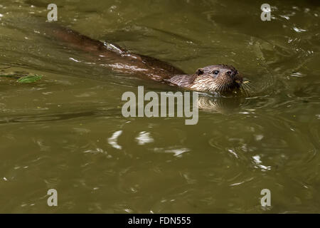 Lontra europea (Lutra lutra) Nuoto REGNO UNITO Foto Stock