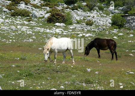 I cavalli in natura Biokovo Park - Dalmazia, Croazia Foto Stock