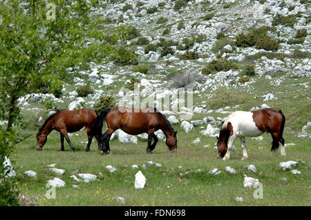 I cavalli in natura Biokovo Park - Dalmazia, Croazia Foto Stock