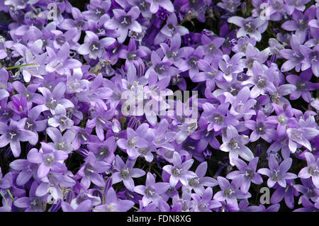 Campanula portenschlagiana - Fiori e Piante - Natura Biokovo Park - Dalmazia, Croazia Foto Stock