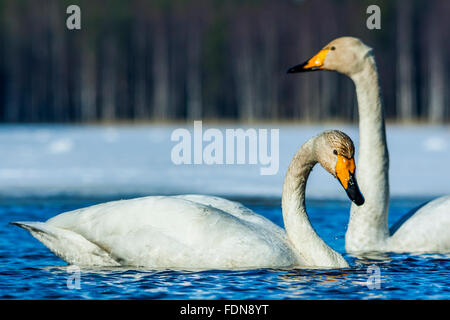 Due cigni whooper Foto Stock