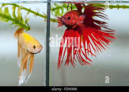 Due betta pesci di acquario Foto Stock