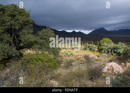 Deserto del Chihuahuan paesaggio in primavera Aguirre campeggio nelle montagne Organ-deserto picchi monumento nazionale, Nuovo Messico, STATI UNITI D'AMERICA Foto Stock