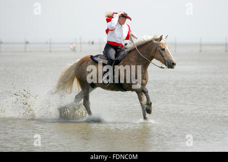 Cuxhaven, Germania, Western cavaliere galoppa sul suo Haflinger attraverso il fango Foto Stock