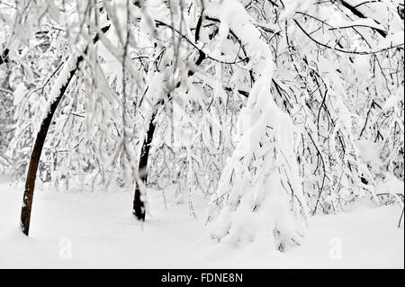 Scena invernale con rami di albero caricato con neve dopo la nevicata Foto Stock