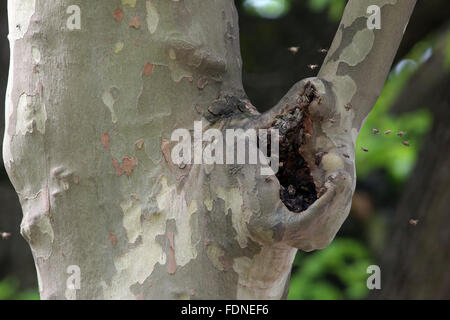 Berlino, Germania, di api nesting in un knothole di un albero Foto Stock