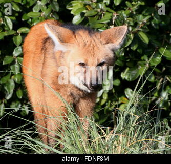 Sud Americana crisocione (Chrysocyon brachyurus) close-up verticale Foto Stock