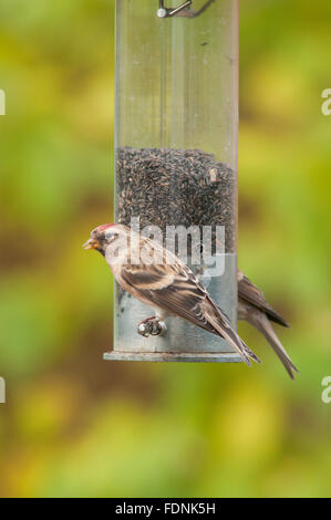 [Redpoll Carduelis flammea] su bird feeder riempito con semi di Niger, thistle seme. West Sussex, in Inghilterra, Regno Unito. Novembre. Foto Stock