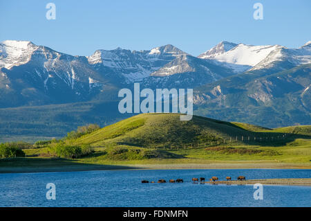 Pianure (Bison bison bison bison) bufalo americano, Bison Paddock, Waterton National Park, Alberta Foto Stock