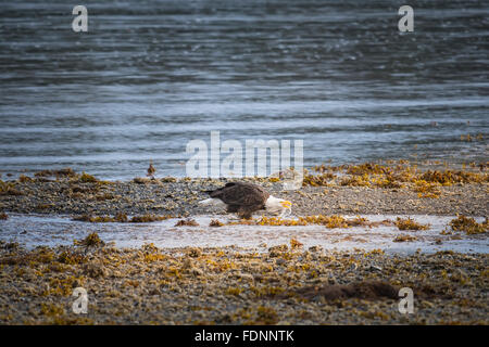 Wild aquila calva sulla costa Haida Gwaii della Columbia britannica in Canada Foto Stock