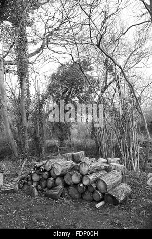 Pila di log pronti per la raccolta dalla foresta, Febbraio 2016 Foto Stock