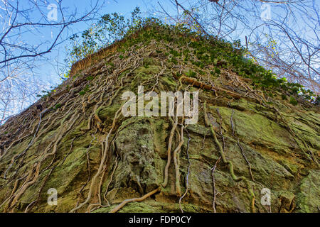 Vigne crescente sul lato di una parete Foto Stock