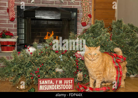 Cat distrugge il Natale Foto Stock