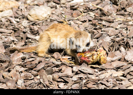 Baby meerkat (Suricata suricatta) mangiando un pulcino Foto Stock