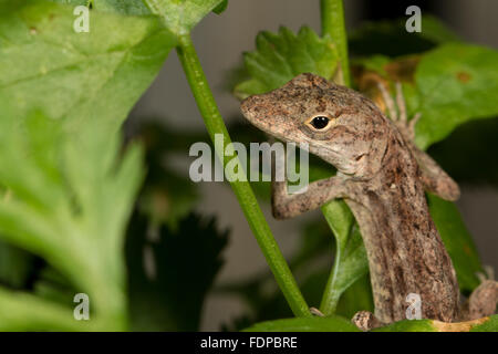 Un piccolo marrone anole in un impianto di coriandolo - Anolis sagrei Foto Stock