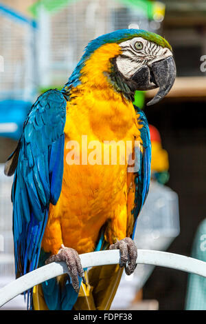 Colorati uccelli esotici in vendita presso il Mercato degli Uccelli nel Souk Waqif, Doha, Qatar Foto Stock