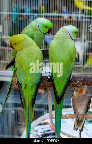 Colorati uccelli esotici in vendita presso il Mercato degli Uccelli nel Souk Waqif, Doha, Qatar Foto Stock