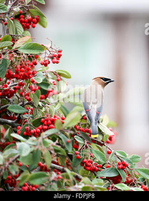 Il Cedar waxwing - Bombycilla cedrorum Foto Stock