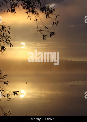 Misty golden sunrise su un lago del Wisconsin incorniciata da rami di albero great northern loons nuoto nella distanza Foto Stock