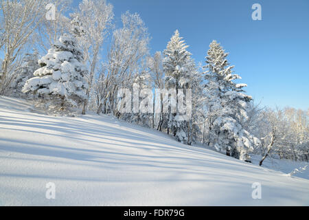 Inverno in montagna, nella foresta. Isola di Sakhalin, Russia Foto Stock