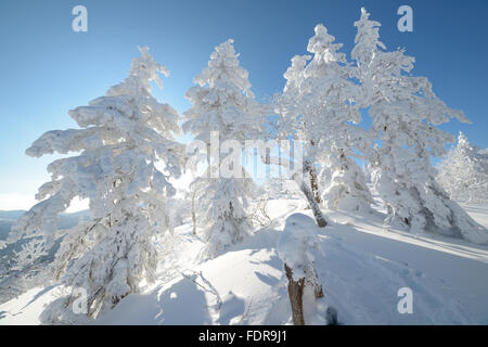 Inverno in montagna, nella foresta. Isola di Sakhalin, Russia Foto Stock