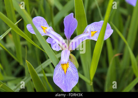 Iris Viola in primavera Foto Stock