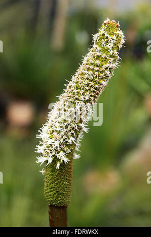 Alberi di erba o noto come Xanthorrhoea preissi fiori Foto Stock