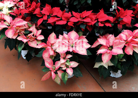 Euphorbia pulcherrima o noto anche come Poinsettia Foto Stock