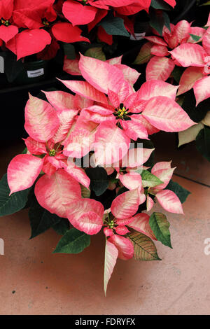 Euphorbia pulcherrima o noto anche come Poinsettia Foto Stock