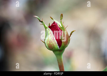 Macro shot di rosebud rosso Foto Stock