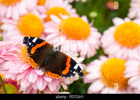 Red Admiral Butterfly (Vanessa Atalanta) adulto butterfly poggiante su Dahlia fiori in un giardino. Carmarthenshire, Galles. Agosto. Foto Stock