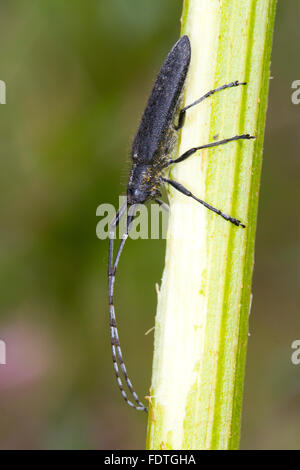 Golden-fiorì grigio longhorn (Agapanthia villosoviridescens) coleottero adulto su uno stelo. Powys, Galles. Settembre. Foto Stock