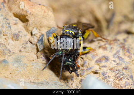 Campo digger wasp (Mellinus arvense) femmina adulta di mangiare una mosca. Powys, Galles, Settembre. Foto Stock