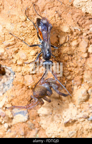 Spider-caccia wasp (Priocnemis schioedtei) femmina adulta con paralizzato spider preda su una fila verticale. Powys, Galles. Settembre. Foto Stock