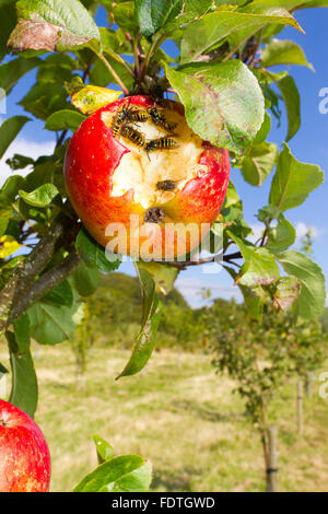 Wasp comune (Vespula vulgaris) lavoratori adulti alimentazione su un Apple danneggiato (malus domestica) varietà " Signore " Lambourne. Foto Stock