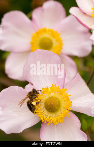 Western miele delle api (Apis mellifera) adulto lavoratore alimentazione su un anemone giapponese (Anemone x hybrida) di fiori in un giardino. Foto Stock