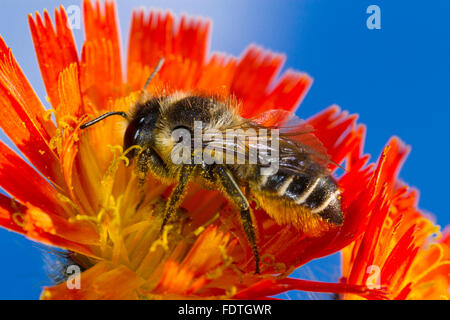 Patchwork foglia-cutter bee (Megachile centuncularis) femmina adulta alimentazione su un arancione (Hawkweed Pilosella aurantiaca) fiore. Foto Stock