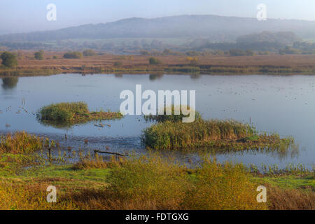 Visualizzare overfreshwater piscine e reedbed, wetland habitat. Leighton Moss RSPB Riserva Naturale. Lancashire, Inghilterra. Novembre. Foto Stock