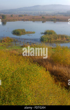 Visualizzare overfreshwater piscine e reedbed, wetland habitat. Leighton Moss RSPB Riserva Naturale. Lancashire, Inghilterra. Novembre. Foto Stock