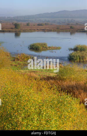 Visualizzare overfreshwater piscine e reedbed, wetland habitat. Leighton Moss RSPB Riserva Naturale. Lancashire, Inghilterra. Novembre. Foto Stock