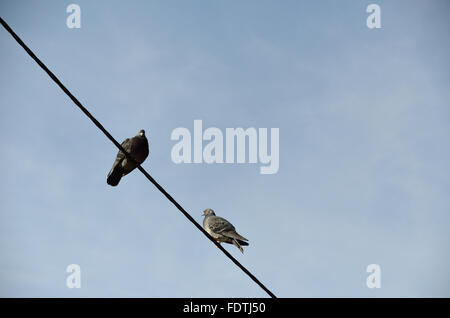 Due piccioni sul filo in inverno, con cielo blu in background Foto Stock