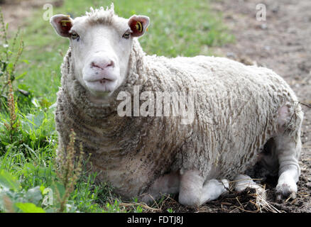 Schwerin, Germania, Ovini domestici Foto Stock