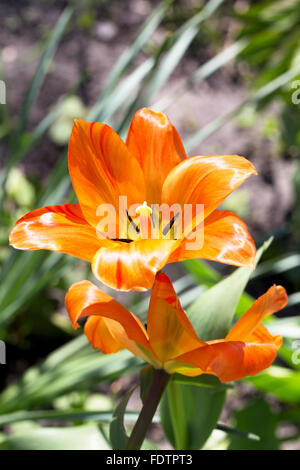 Brillante decorativa fiori di arancio, lily. Morbida messa a fuoco selettiva. Primo piano immagine. Foto Stock