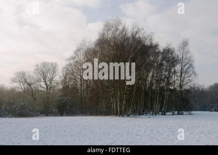 Piccolo di legno di betulla vicino a Meerbusch Lank Latum su una giornata invernale in Germania. Foto Stock