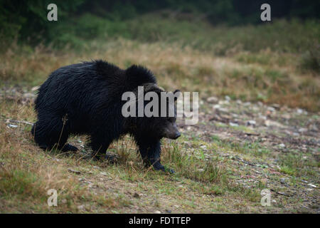 Unione orso bruno ( Ursus arctos ) sul suo modo al di sopra di una piccola radura nel mezzo di una foresta, nelle prime ore del mattino. Foto Stock