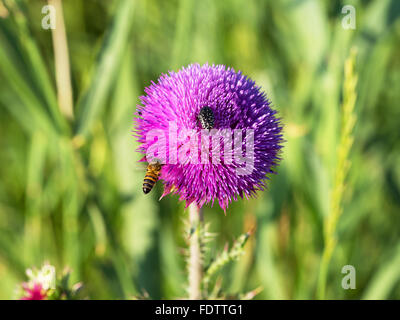 Bellissimo fiore luminoso thistle. Api impollinare i fiori, raccolgono nettare e polline dei fiori. Messa a fuoco selettiva Foto Stock