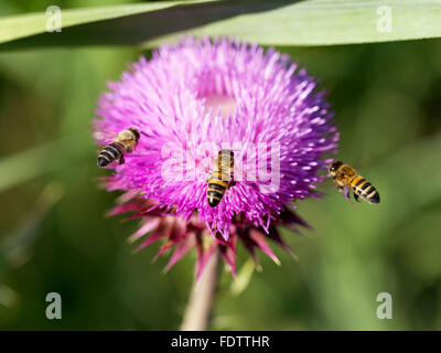 Bellissimo fiore luminoso thistle. Api impollinare i fiori, raccolgono nettare e polline dei fiori. Messa a fuoco selettiva Foto Stock