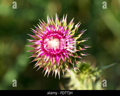 Bellissimo fiore luminoso thistle. Messa a fuoco selettiva, spazio nella zona sfocatura composizioni per la produzione di pubblicità. Foto Stock